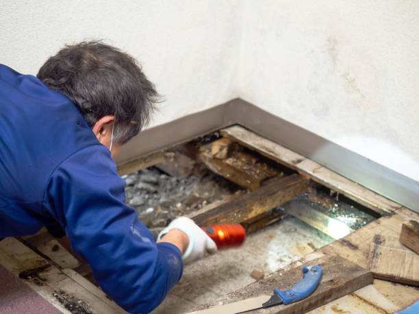 Best Residential Mold Removal  in Marana, AZ