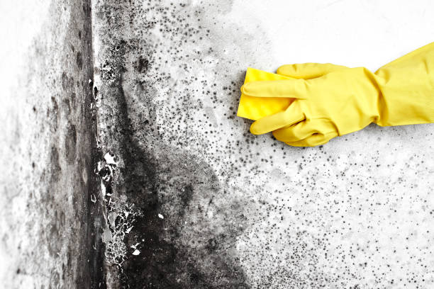 Professional Mold Removal in Marana, AZ