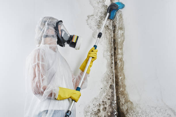 Best Attic Mold Removal  in Marana, AZ