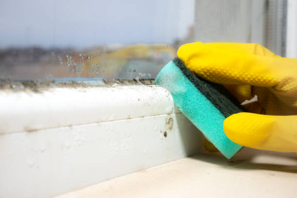 Mold Removal Process in Marana, AZ