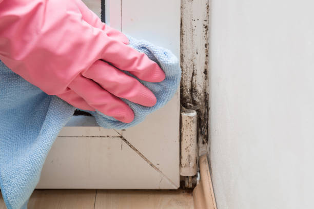 Mold Removal and Inspection in Marana, AZ