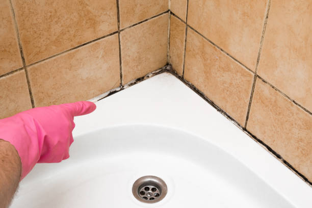 Best Local Mold Removal Service  in Marana, AZ