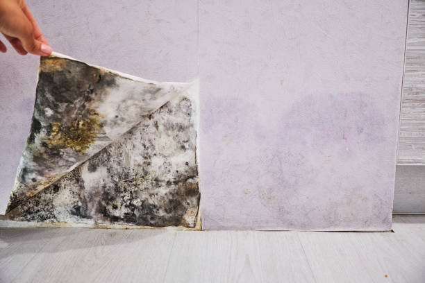 Best Toxic Mold Removal  in Marana, AZ